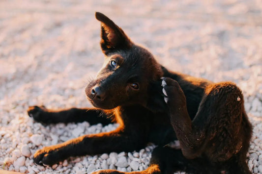 lea, tick, and heartworm prevention for dogs