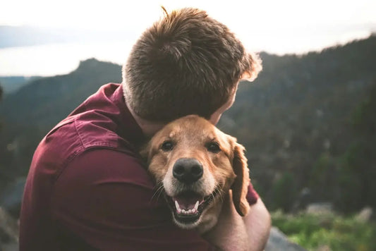 How to Build Trust with an Aggressive Dog: Tips for Creating a Positive Bond