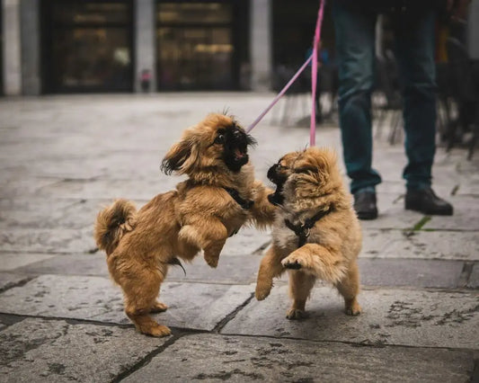 Is Your Dog Struggling with Socialization? Essential Tips for Training