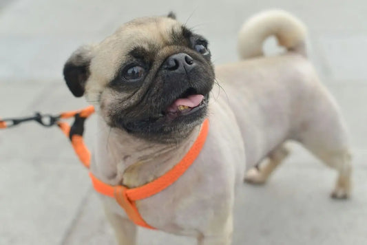 Should Your Dog Wear a Harness Instead of a Collar?