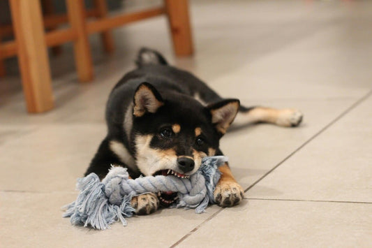 The Ultimate Guide to Choosing the Best Toys for Your Dog