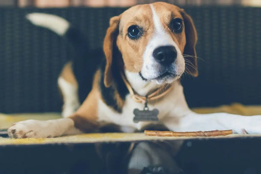 Understanding Your Dog’s Emotions Through Tail Movements