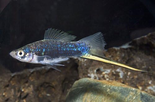 Quinn's Fins Black Swordtail Regular - 2-2.25 inches