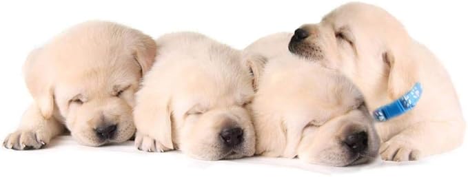 YOY 25 pcs/Set Soft Nylon Puppy Whelping ID Collars - Adjustable Reusable Washable Baby Dog ID Bands Pet Identification for Breeders, Neck 8" - 13"