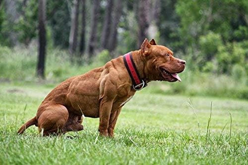 MVP K9 Formula Mass Weight Gainer for Dogs - Helps Promote Healthy Weight Gain, Size and Muscle in Dogs - Great for Skinny, Underweight, Picky Eaters. All Breed Formula, Made in USA (45 Servings)