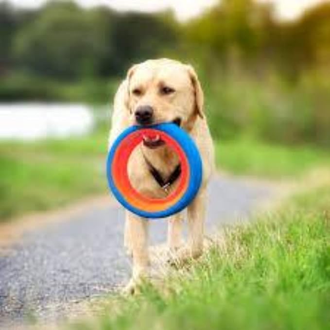Chuckit Fetch Wheel Outdoor Dog Toy, Small, For Small Breeds