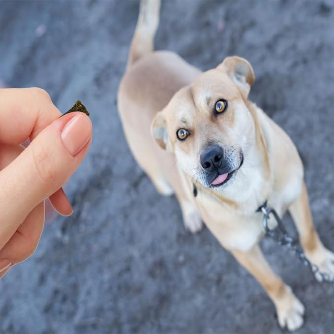 Lil' Bitz Flame Roasted Chicken Training Treats for All Dog Breeds - Low Calories, Grain Free, Natural Ingredients, NASC Compliance - Perfect Reward for Dogs of Every Size (4 oz)