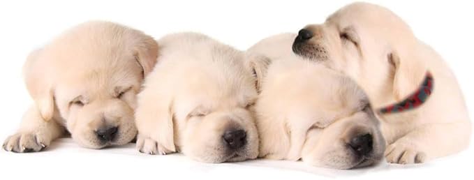 YOY 25 pcs/Set Soft Nylon Puppy Whelping ID Collars - Adjustable Reusable Washable Baby Dog ID Bands Pet Identification for Breeders, Neck 8" - 13"