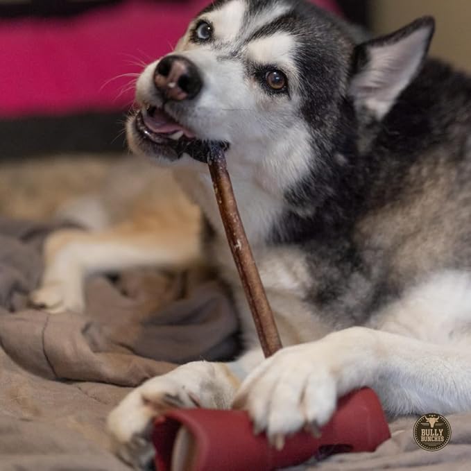 Bully Bunches Premium 12 Inch Standard Odor-Free Bully Sticks for Small & Medium Dogs - Long Lasting Chew Bones - All Natural & Single Ingredient, 100% Beef Dog Treat, Rawhide Free (20 Pk)