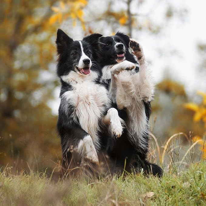 Wellness CORE Bowl Boosters Freeze-Dried Mixer Topper for Dogs - Single Protein Superfoods - Beef (4 Ounces) - Plus Rope Toy and Fun Animal Facts Booklet Bundle