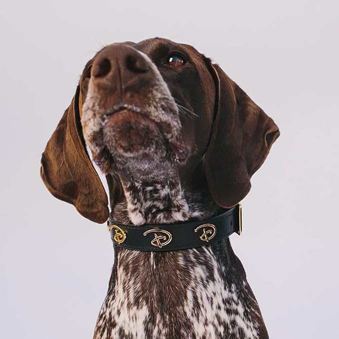 Buckle-Down Dog Collar, Disney, Signature D Logo Charms, Extra Small 6 to 9 Inch Length 0.38 Inches Wide