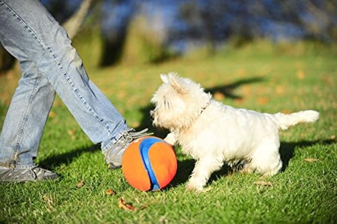 Chuckit! Kick Fetch Ball, Small & Flying Squirrel, Medium, Orange/Blue, Dog Toys for Medium Breeds