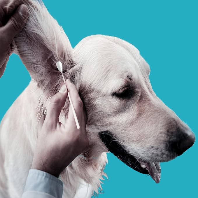 6 Inch Long Cotton Swabs,Large Cotton Buds with Bamboo Handle for Dogs 500pcs