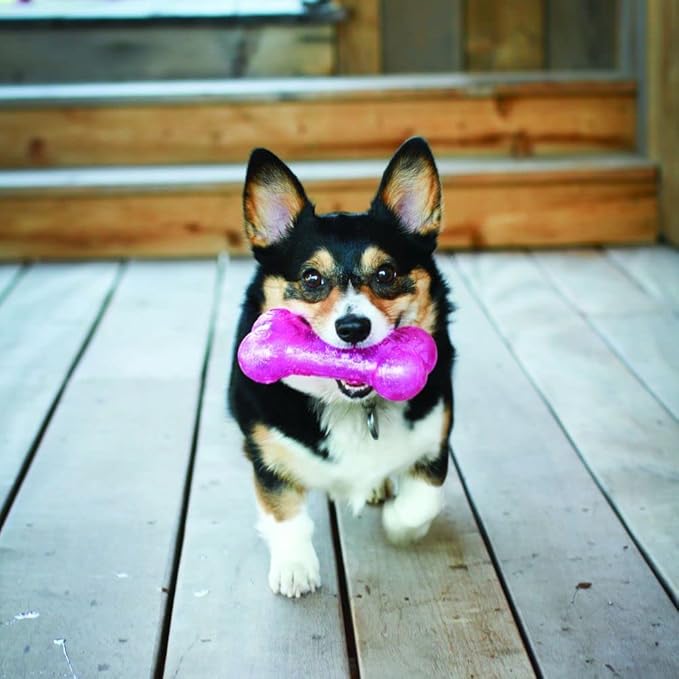 KONG - Squeezz Crackle Stick - Strong Indoor/Outdoor Dog Toy (Assorted Colors) - For Medium Dogs