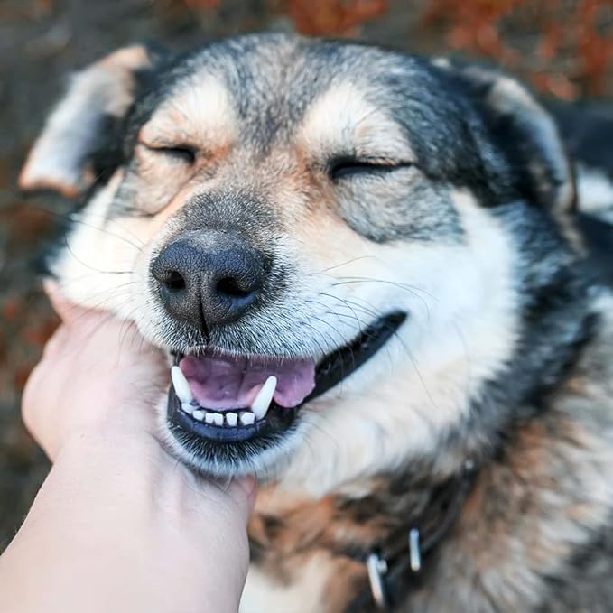 Bocce's Bakery Soft & Chewy Training Bites Dog Treats 3 Flavor Variety - (1) Each: Say Moo, Sunday Roast, Bac'n Nutty (6 Ounces) - Plus Rope Toy and Fun Animal Facts Booklet Bundle