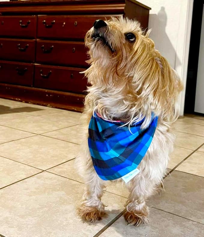 Golden Rewards Premium Dog Treats Jerky 32oz w/B0ACQUEÑ0 (M) Reversible Dog Bandana (32oz, duck)