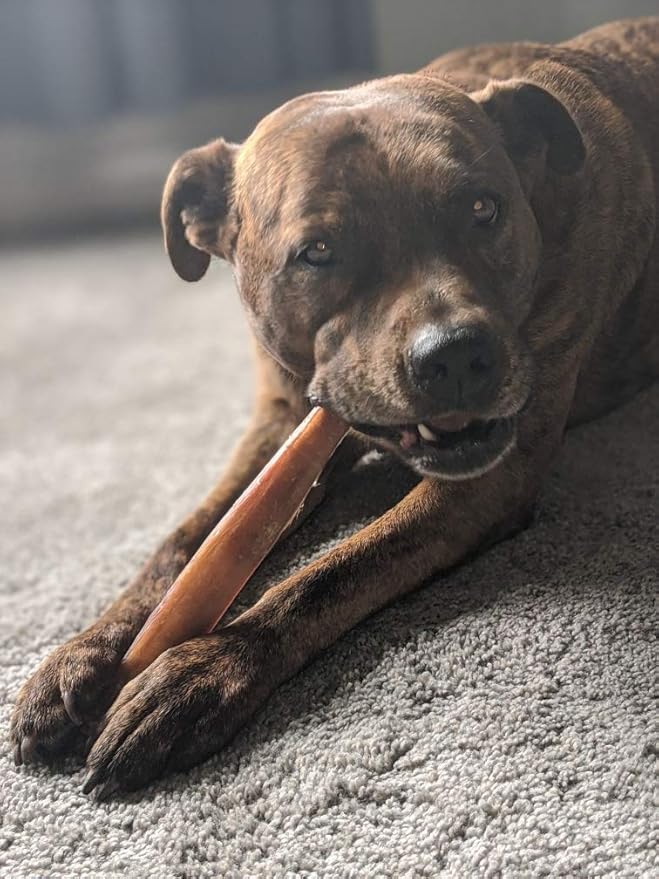 Devil Dog Pet Co Premium Bully Sticks for Dogs Pizzle Dog Chews - from 100% Grass-Fed, Free-Range Cattle - USA Veteran Owned (Thick, 12 Inch - 1 Pack)