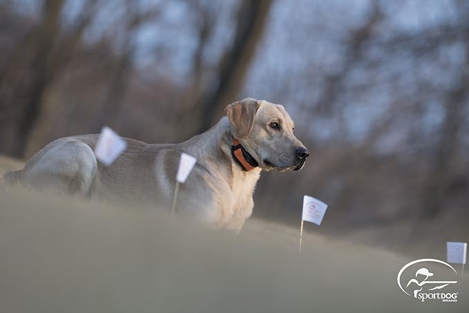 SportDOG Brand Contain + Train Add-A-Dog Collar, Electric Fence Collar, Dog Training Collar