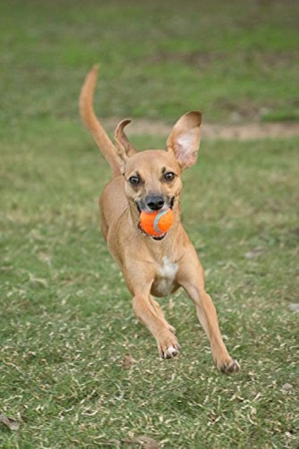 Chuckit Dog Tennis Ball Dog Toy, Small (2 Inch Diameter) for dogs 0-20 lbs, Pack of 2