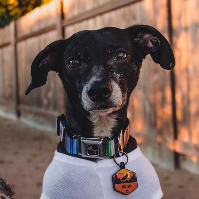 Buckle-Down Seatbelt Buckle Dog Collar - Zarape2 Vertical Multi Color Stripe - 1" Wide - Fits 15-26" Neck - Large
