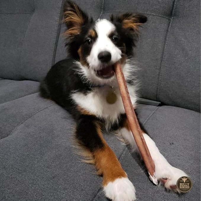 Bully Bunches Premium 12 Inch Standard Odor-Free Bully Sticks for Small & Medium Dogs - Long Lasting Chew Bones - All Natural & Single Ingredient, 100% Beef Dog Treat, Rawhide Free (20 Pk)