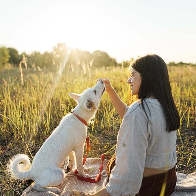 Wellness CORE Grain Free Dog Treats - 2 Flavor Variety Bundle: (1) Each: Healthy Joints Beef Chewy Baked, Power Packed Beef Venison Chewy Jerky (4-8 Ounces)