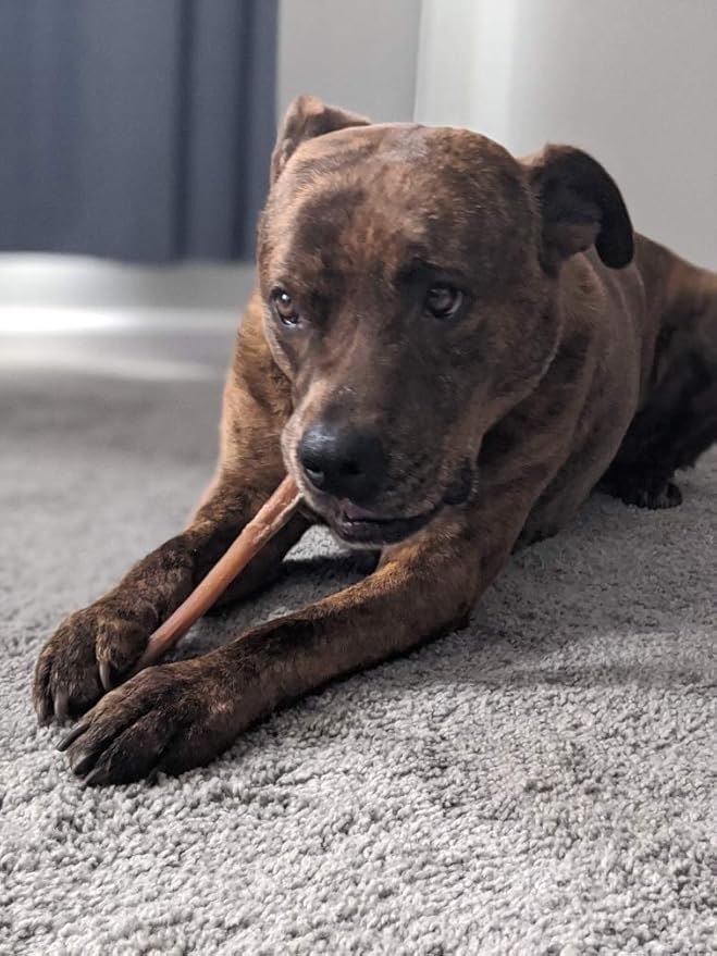 Devil Dog Pet Co Premium Bully Sticks for Dogs Pizzle Dog Chews - from 100% Grass-Fed, Free-Range Cattle - USA Veteran Owned (Thick, 12 Inch - 1 Pack)