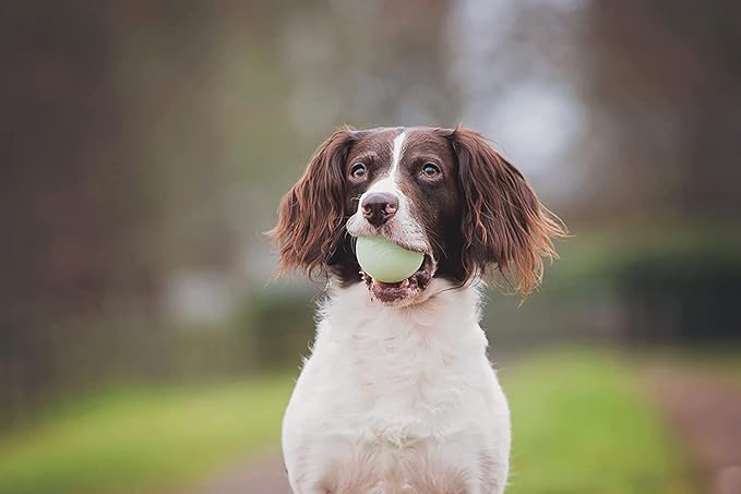 Chuckit! Fetch Toys for Dogs - Whistler, Glow and Rebounce Balls Plus Ultra Fetch Stick