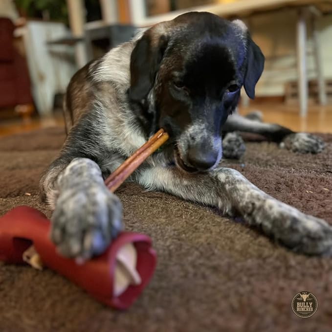 Bully Bunches Premium 12 Inch Standard Odor-Free Bully Sticks for Small & Medium Dogs - Long Lasting Chew Bones - All Natural & Single Ingredient, 100% Beef Dog Treat, Rawhide Free (20 Pk)