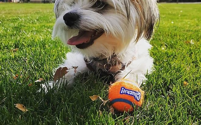 Chuckit Dog Tennis Ball Dog Toy, Small (2 Inch Diameter) for dogs 0-20 lbs, Pack of 2
