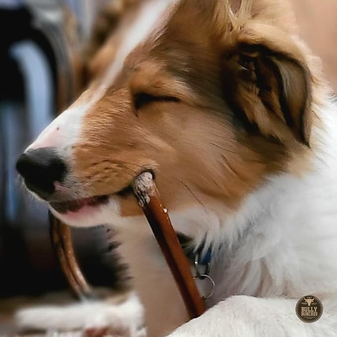 Bully Bunches Premium 6 Inch Standard Odor-Free Bully Sticks for Small to Medium Dogs & Puppies - Long Lasting Chews for Oral Care - All Natural, 100% Beef Dog Treats, Rawhide Free
