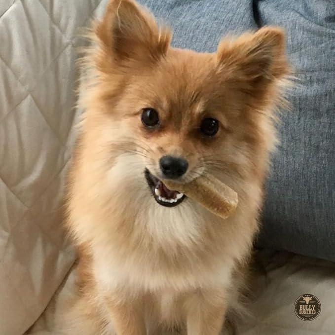 Bully Bunches Small Authentic Yak Cheese Himalayan Chews for Small Dogs & Puppies - All Natural Dog Treat Dental Chews, Made with Real Yak Milk for Teething - Lactose & Rawhide Free (3 Pk)