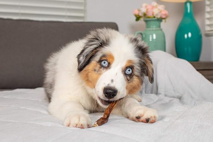 USA Roasted Bully Sticks for Dogs | All Natural, Odor Free, High Protein | Premium Quality Chew | 5" - 5 Pack