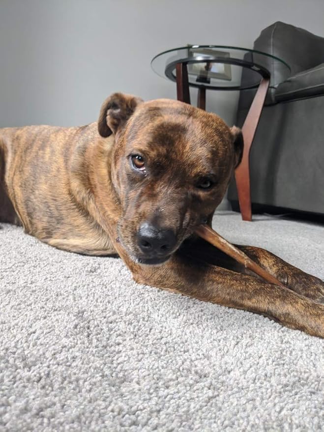 Devil Dog Pet Co Premium Bully Sticks for Dogs Pizzle Dog Chews - from 100% Grass-Fed, Free-Range Cattle - USA Veteran Owned (Thick, 12 Inch - 1 Pack)