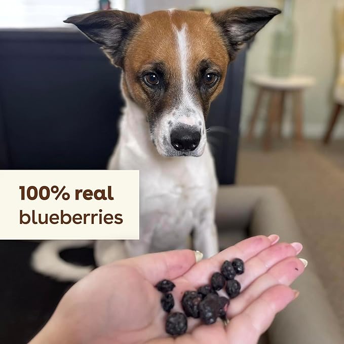 Pupford Freeze Dried Training Treats for Dogs & Puppies, 425+ One Ingredient Bites (Blueberry, 2 oz)