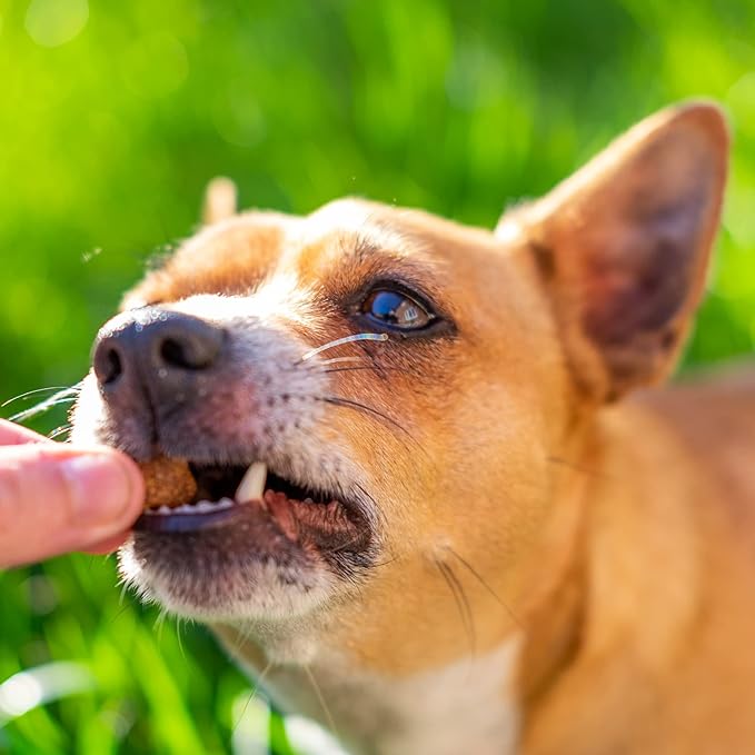 Turkey Jerky Dog Treats 15 Oz Real Turkey Jerky Chews Healthy Dog Treats - Natural Dog Treats Ideal for Training & Snacking - A Must-Have Soft Dog Treats for Small Dogs & Large Dogs!