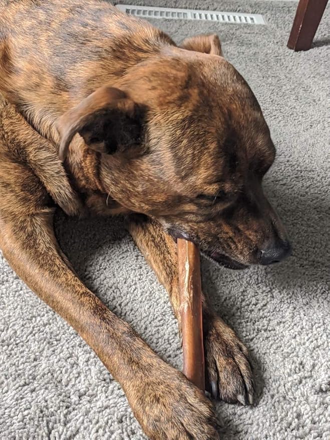 Devil Dog Pet Co Premium Bully Sticks for Dogs Pizzle Dog Chews - from 100% Grass-Fed, Free-Range Cattle - USA Veteran Owned (Thick, 12 Inch - 1 Pack)