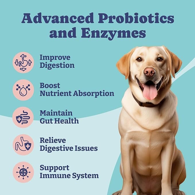 Probiotics for Dogs, Dog Probiotics and Digestive Enzymes, Pre & Probiotics over 1 Billion CFUs, for Gut Health and Digestive Health, Itchy Skin Relief, Immune Support, 60 Soft Chews