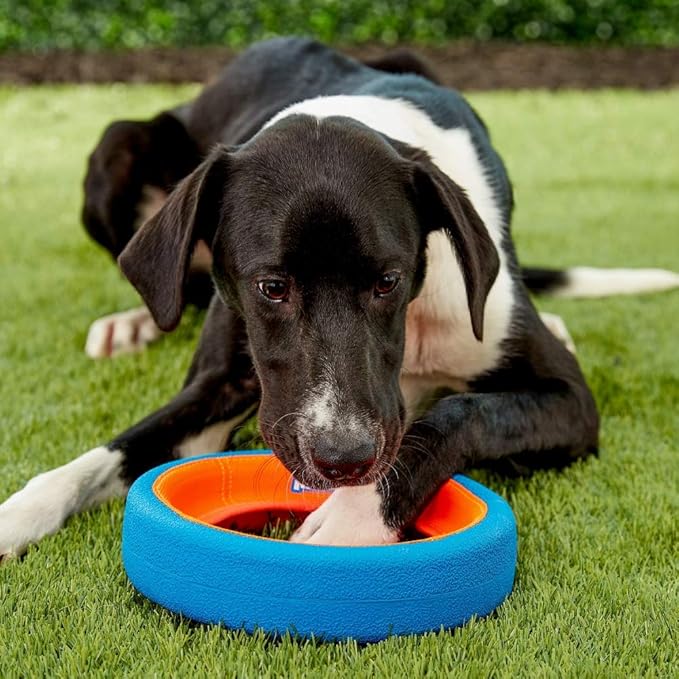 Chuckit Fetch Wheel Outdoor Dog Toy, Small, For Small Breeds