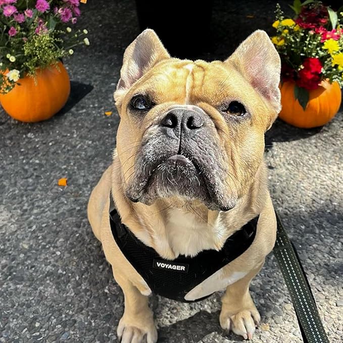 Voyager Step-in Lock Dog Harness w Reflective Dog Leash Combo Set with Neoprene Handle 5ft - Supports Small, Medium and Large Breed Puppies/Cats by Best Pet Supplies - Black, XS