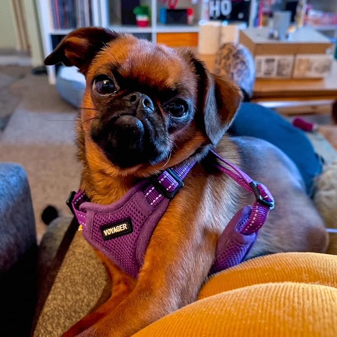 Best Pet Supplies Voyager Adjustable Dog Harness Leash Set with Reflective Stripes for Walking Heavy-Duty Full Body No Pull Vest with Leash D-Ring, Breathable All-Weather - Harness (Purple), M