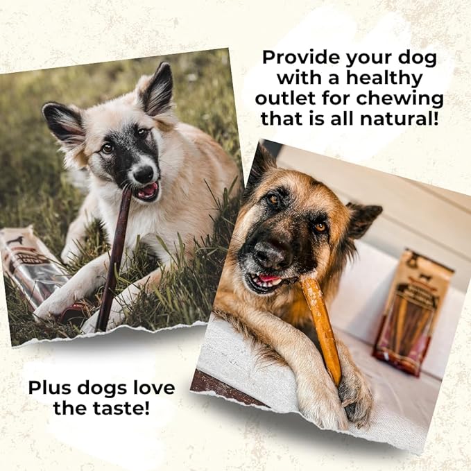 Bully Bunches Premium 12 Inch Standard Odor-Free Bully Sticks for Small & Medium Dogs - Long Lasting Chew Bones - All Natural & Single Ingredient, 100% Beef Dog Treat, Rawhide Free (20 Pk)
