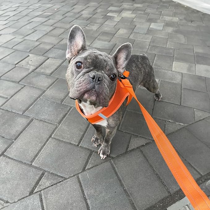 Voyager Reflective Dog Leash with Neoprene Handle, 5ft Long, Supports Small, Medium, and Large Breed Puppies, Cute and Heavy Duty for Walking, Running, and Training - Orange (Leash), M