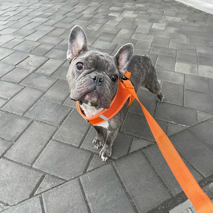 Voyager Reflective Dog Leash with Neoprene Handle, 5ft Long, Supports Small, Medium, and Large Breed Puppies, Cute and Heavy Duty for Walking, Running, and Training - Orange (Leash), M