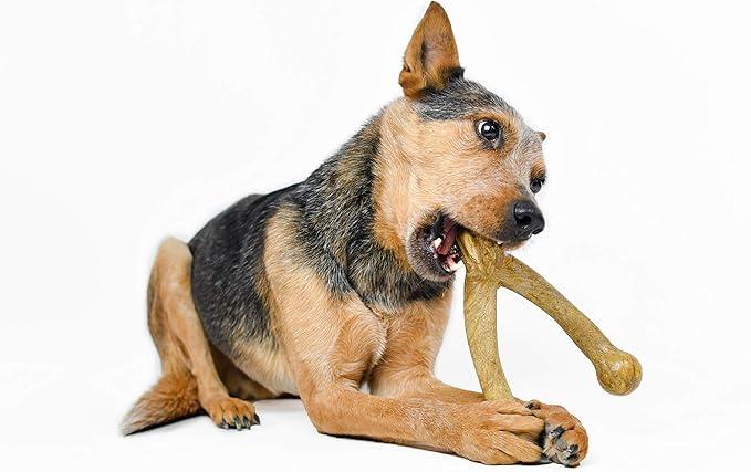 Pet Qwerks Wishbone BarkBone - Nylon Chew Toy for Aggressive Chewers - Peanut Butter Flavor - 8.25"