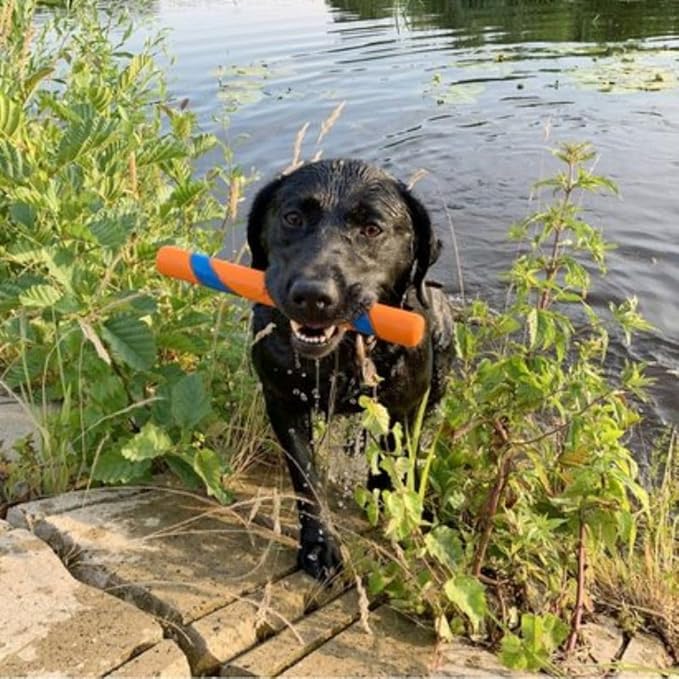 Chuckit! Fetch Toys for Dogs - Whistler, Glow and Rebounce Balls Plus Ultra Fetch Stick
