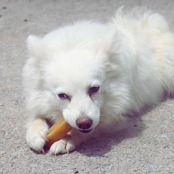True Himalayan Yak Cheese Dog Chews Long Lasting Odor Free Dental Chews for Dogs, Natural Cheesy Dog Bones for Aggressive Chewers, Healthy Dog Treats (Large, 1, Count)