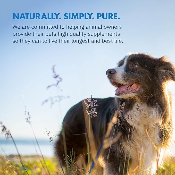 Green Lipped Mussel Powder for Dogs, All-Natural Hip & Joint Support Dietary Supplement Formula for Dogs (120 Servings)