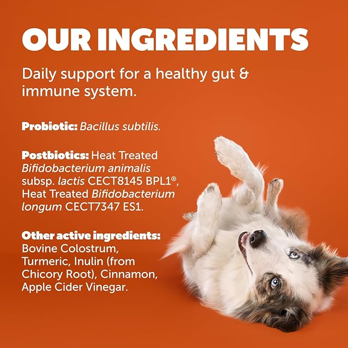 Daily Care Gut+ Immunity, 60 probiotic and postbiotic Dog Supplement Chews – Turkey and Cranberry Flavored