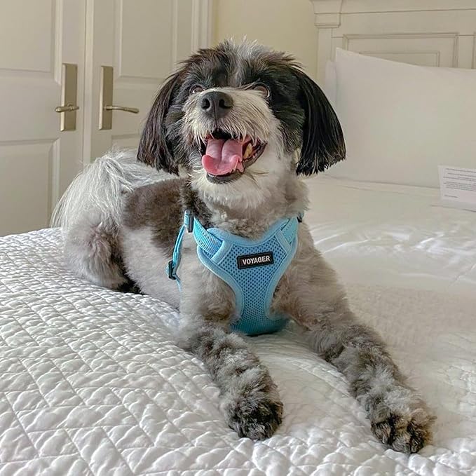 Best Pet Supplies Voyager Adjustable Dog Harness with Reflective Stripes for Walking, Jogging, Heavy-Duty Full Body No Pull Vest with Leash D-Ring, Breathable All-Weather - Harness (Baby Blue), S